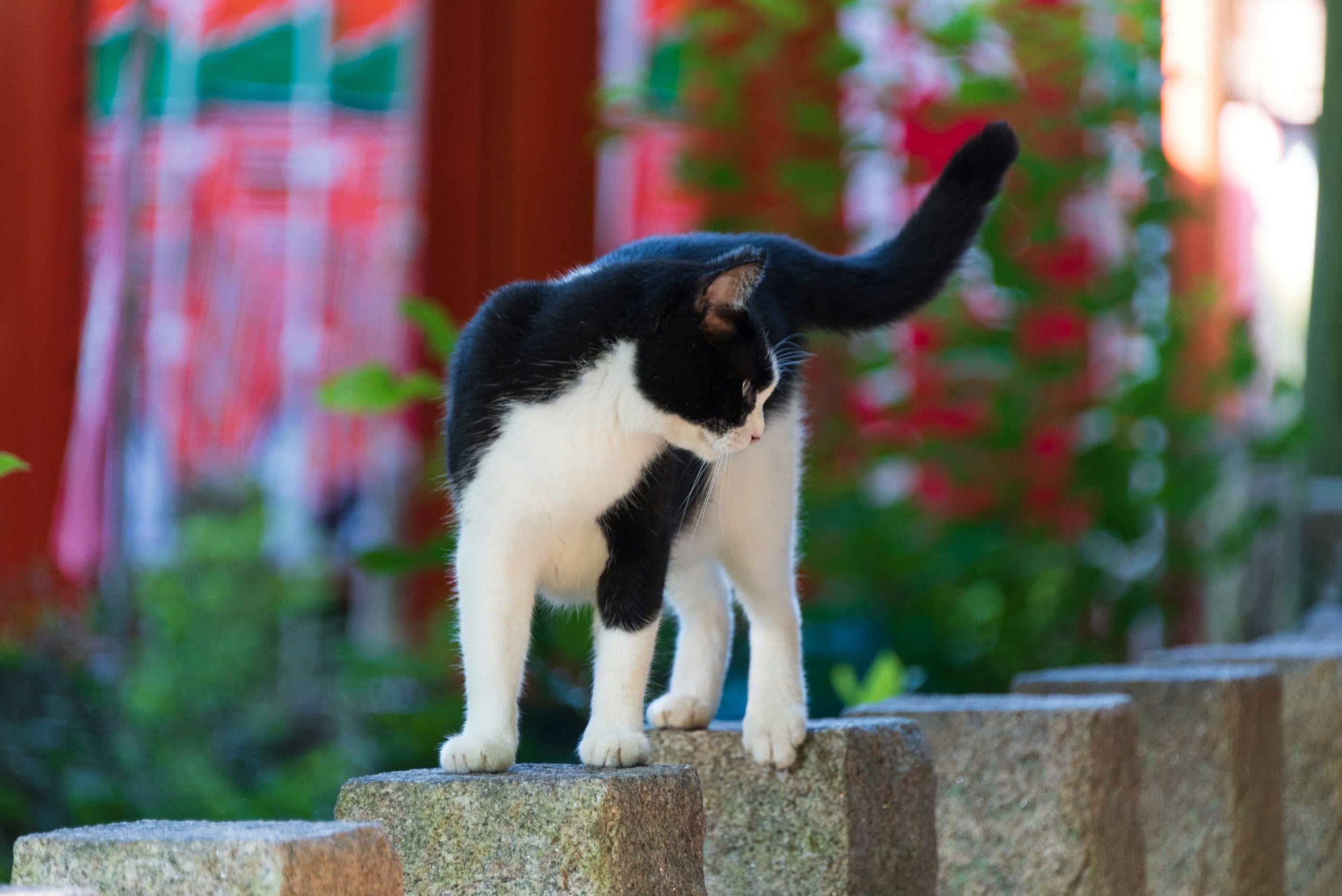 A black and white cat standing on top of a stone wall